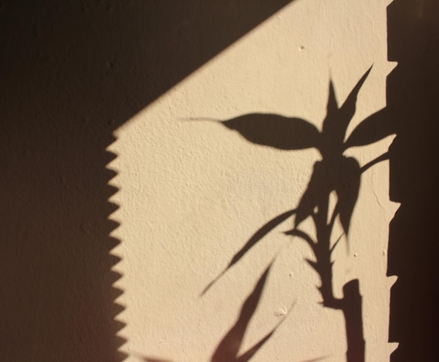 Zdjęcie zbliżenie cienia na liściach