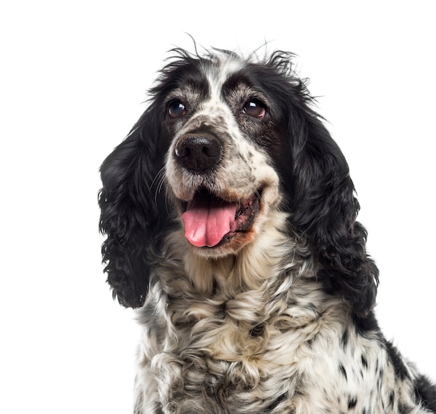 Zbliżenie: Cocker Spaniel angielski