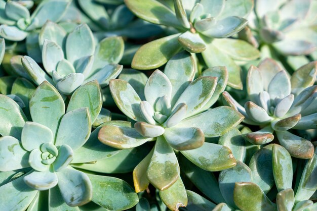 zbliżenie Crassulaceae lub Kalanchoe blossfeldiana Poellnitz