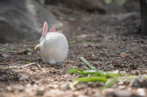 Zbliżenie cutie królik w Wat pra putthabat phu kwai ngoen w chiang khan district loei thailand.Chiang Khan królik świątyni lub Wat Pra Putthabat Phu Kwai Ngoen