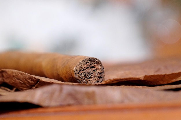 Zdjęcie zbliżenie cygara na liściach tytoniowych cygara cerutu z indonezji