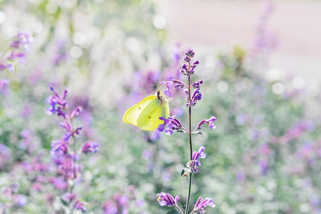 Zbliżenie cytrynowo-żółty motyl Gonepteryx rhamni na fioletowy kwitnący kwiat na rozmytym tle