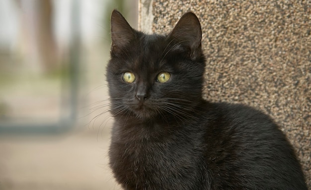 Zbliżenie czarnego kotka z rozmytym tłem: Zdjęcia o najwyższym poziomie szczegółowości!