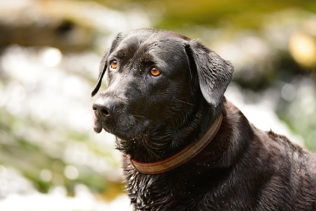 Zbliżenie czarnego labradora patrzącego w inną stronę