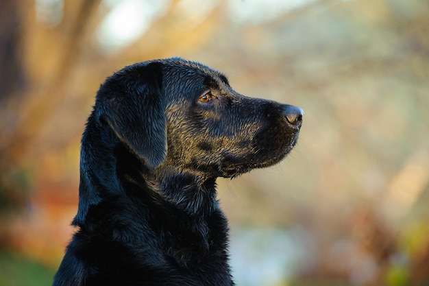 Zbliżenie czarnego labradora