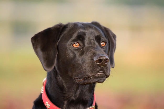Zbliżenie czarnego labradora