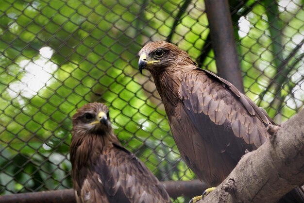 Zdjęcie zbliżenie czarnego latawca na ogrodzie w zoo