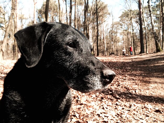 Zbliżenie czarnego psa w lesie
