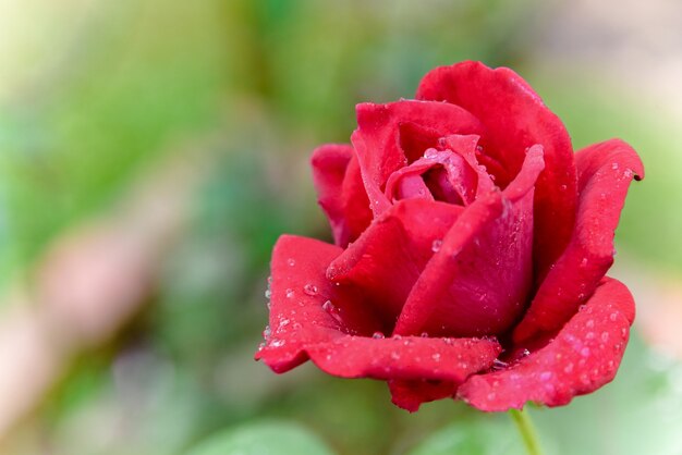Zbliżenie czerwona róża kwitnąca na gałęzi w ogrodzie kwiatowym na tle