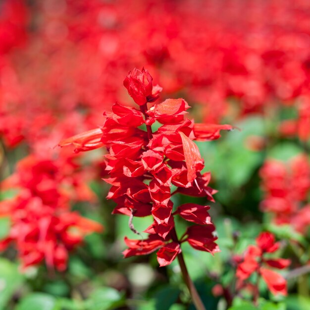 Zbliżenie Czerwona Salvia Salvia splendens