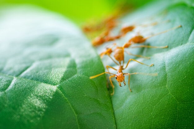 Zbliżenie Czerwone mrówki budują swoje gniazda na zielonych liściach.