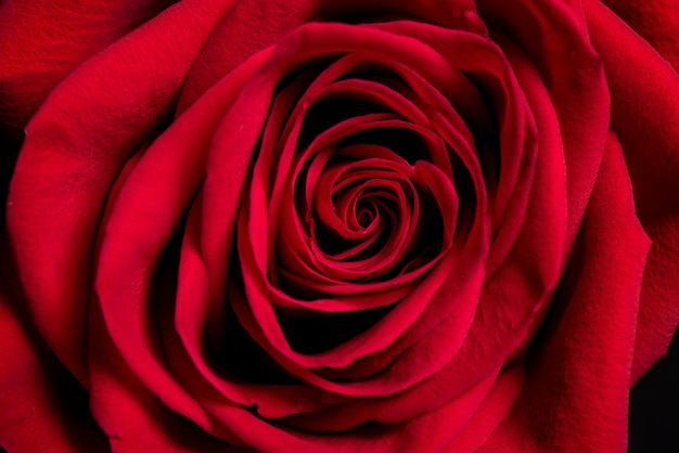 Zbliżenie Czerwone Płatki Róż. Czerwona Róża, Tło Na Walentynki.