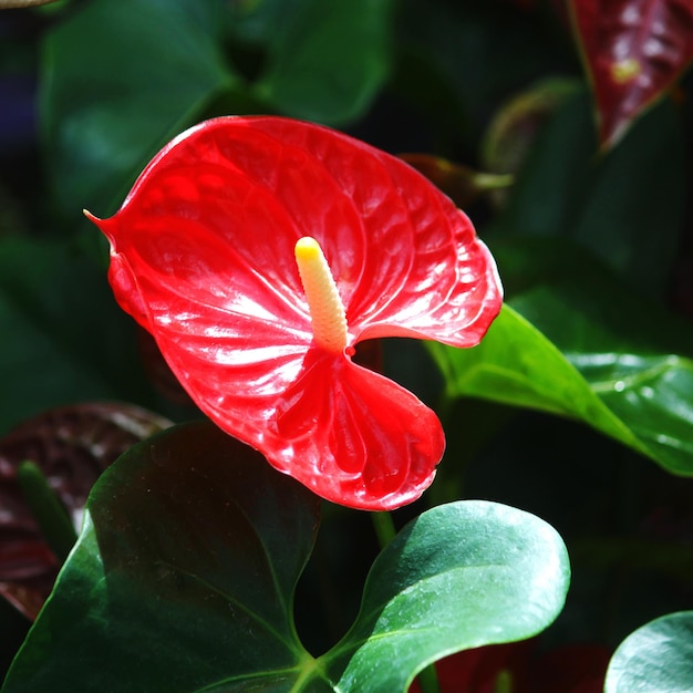 Zbliżenie czerwonego anthurium kwitnącego na świeżym powietrzu