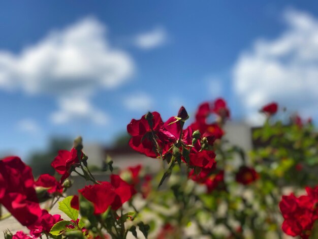 Zbliżenie czerwonego bougainvillea kwitnącego na tle nieba