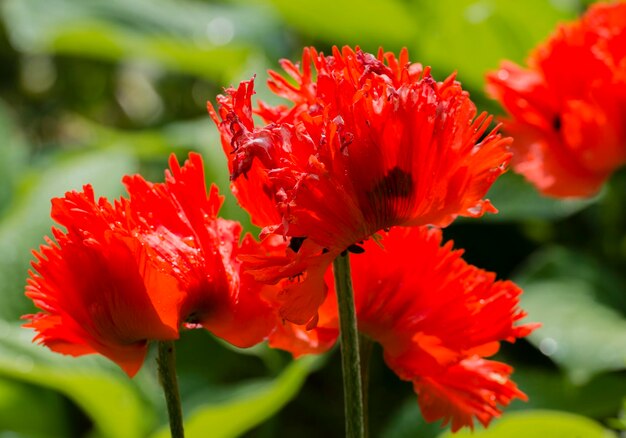 Zdjęcie zbliżenie czerwonego hibiskusa kwitnącego w parku