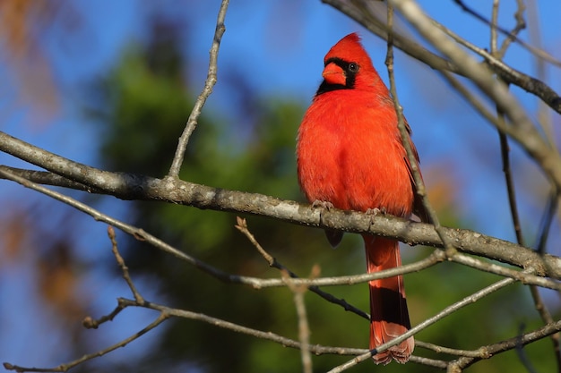 Zbliżenie czerwonego kardynała siedzącego na gałęzi drzewa