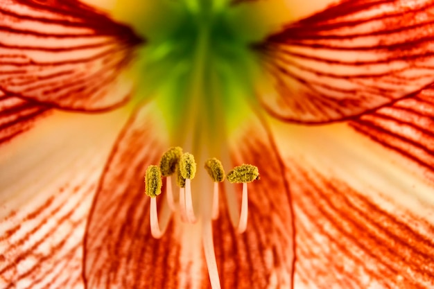 Zdjęcie zbliżenie czerwonego kwiatu amaryllis