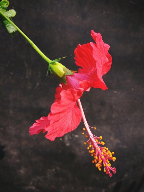 Zdjęcie zbliżenie czerwonego kwiatu hibiskusa