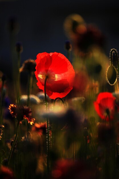 Zdjęcie zbliżenie czerwonego kwiatu maku na polu