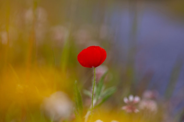 Zdjęcie zbliżenie czerwonego kwiatu maku na polu