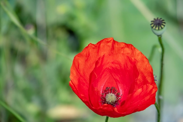 Zdjęcie zbliżenie czerwonego kwiatu maku