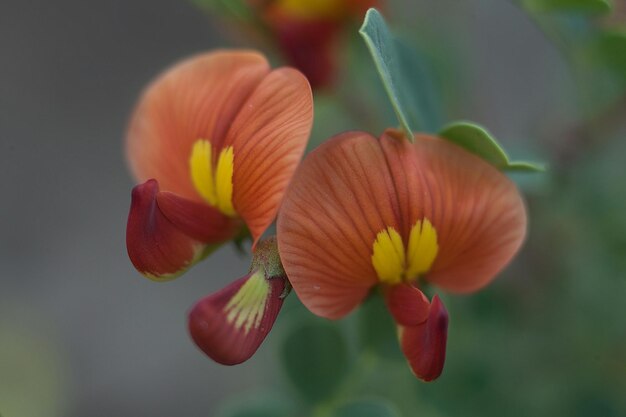 Zdjęcie zbliżenie czerwonego kwiatu orchidei