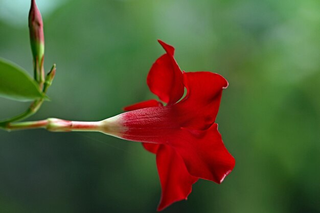 Zbliżenie czerwonego kwiatu róży