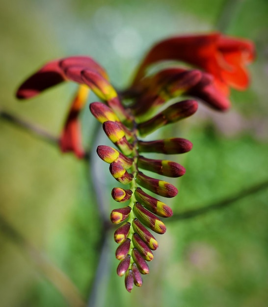 Zdjęcie zbliżenie czerwonego kwiatu