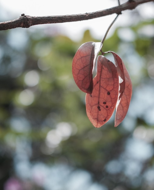 Zbliżenie czerwonego liścia na gałęzi