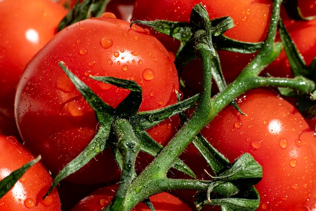 Zbliżenie czerwonego pomidora wiśniowego na gałęzi z kroplami wody, surowe świeże odżywianie