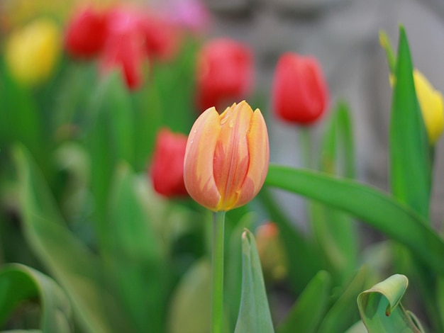 Zdjęcie zbliżenie czerwonego tulipanu