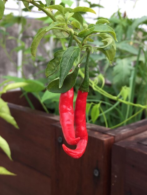 Zdjęcie zbliżenie czerwonej papryki chili wiszącej na roślinie