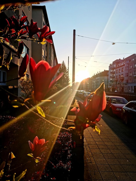 Zbliżenie Czerwonej Rośliny Kwitnącej Do Budynków W Mieście