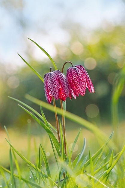 Zdjęcie zbliżenie czerwonej rośliny kwitnącej na polu