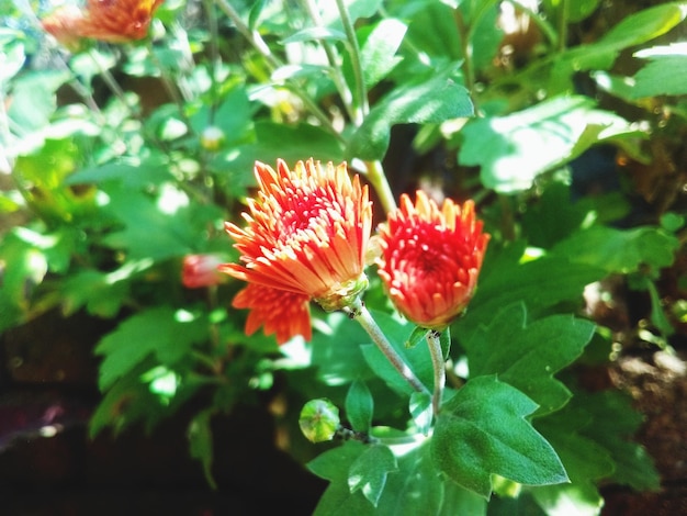 Zdjęcie zbliżenie czerwonej rośliny kwitnącej