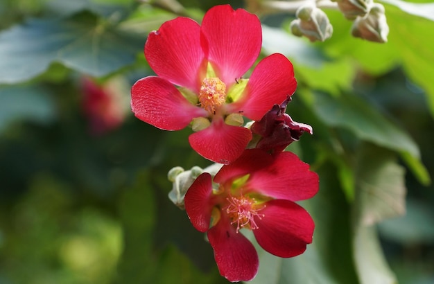 Zdjęcie zbliżenie czerwonej rośliny kwitnącej