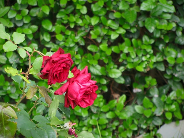 Zdjęcie zbliżenie czerwonej róży kwitnącej na świeżym powietrzu