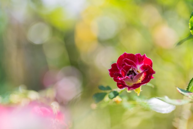 Zdjęcie zbliżenie czerwonej róży