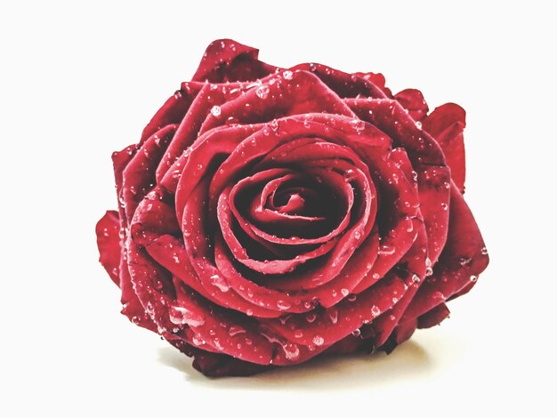 Zdjęcie zbliżenie czerwonej róży