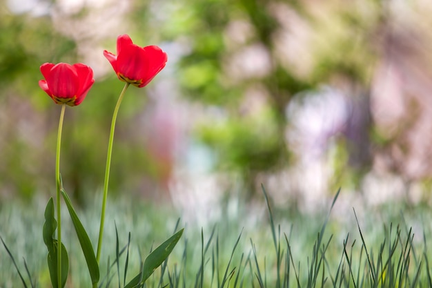 Zbliżenie czerwoni tulipanowi kwiaty kwitnie w wiośnie uprawia ogródek outdoors.