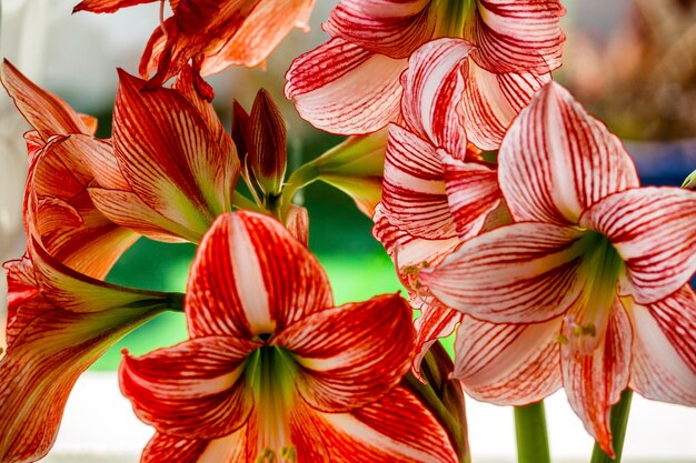 Zdjęcie zbliżenie czerwono kwitnącej rośliny amaryllis