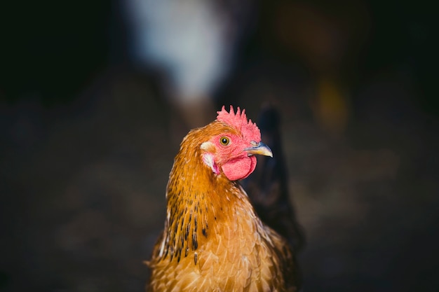 Zbliżenie czerwony kurczak na farmie w naturze. Kury w gospodarstwie na wolnym wybiegu.