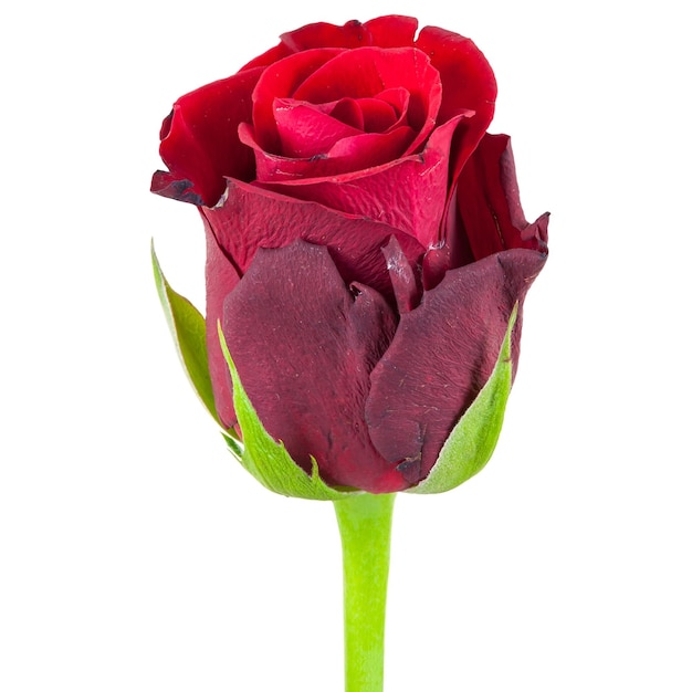 Zdjęcie zbliżenie czerwony kwiat róży