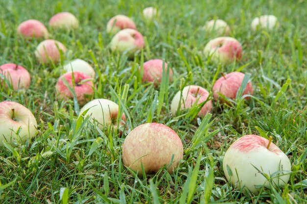 Zbliżenie czerwonych dojrzałych jabłek na zielonej trawie w ogrodzie. Opadłe dojrzałe jabłka w letnim sadzie. Mała głębia ostrości