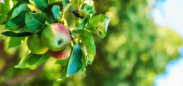 Zbliżenie Czerwonych I Zielonych Jabłek Dojrzewających Na Drzewie W Zrównoważonym Sadzie W Gospodarstwie Na Odległej Wsi Uprawa świeżych, Zdrowych Owoców I Witamin Na Gruntach Rolnych