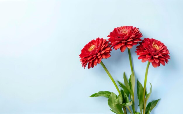 Zbliżenie czerwonych kwiatów na różowo-niebieskim tle Minimalna koncepcja