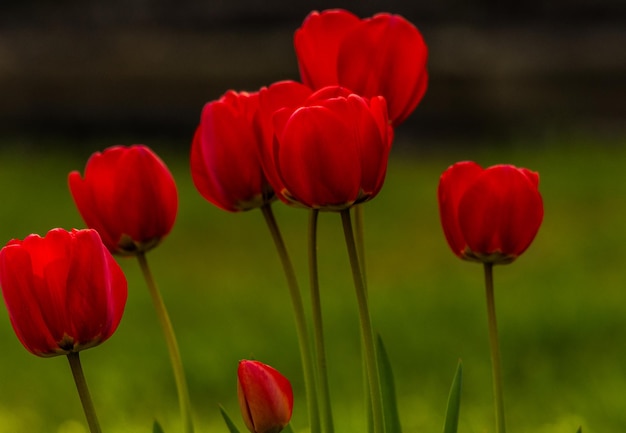 Zdjęcie zbliżenie czerwonych kwiatów tulipanów na polu