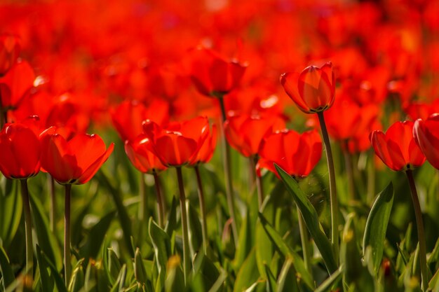 Zdjęcie zbliżenie czerwonych kwiatów tulipanów na polu