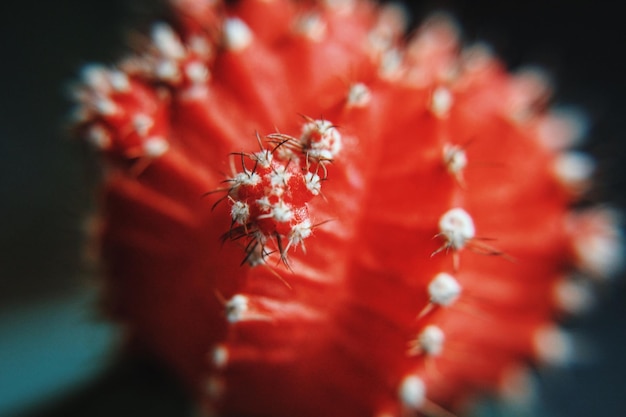 Zdjęcie zbliżenie czerwonych kwiatów