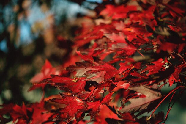 Zdjęcie zbliżenie czerwonych liści klonu
